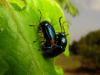 130710 – Photo : Sylvain Fadda – France (04)