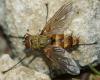 130480 – Photo : Guillaume Larregle – France (77)
