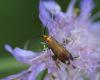 130732 – Photo : clovis – France (39)