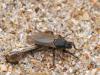 130143 – Photo : Michel Mathieu – France (14)