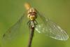 Sympetrum sanguineum