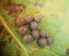 130149 – Photo : Arnaud Jean-Pierre – France (09)