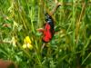 130665 – Photo : Claire Lemouzy – France (32)