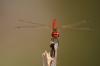 130349 – Photo : Arnaud Rhodde – France (82)