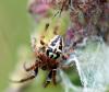 130452 – Photo : Patrick Decreus – France (22)