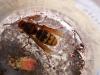 130670 – Photo : Alicia Phelipot – France (79)