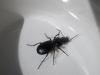 130768 – Photo : Alicia Phelipot – France (79)