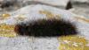 130406 – Photo : sylvain allombert – France (26)