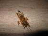 130300 – Photo : Zguitus – France (30)