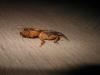 130299 – Photo : Zguitus – France (30)