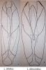 130502 – Photo : Cymatia – France (50)