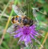 130368 – Photo : Lari Lucien – France (43)