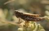130108 – Photo : clovis – France (48)