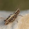 130109 – Photo : clovis – France (48)