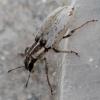 130641 – Photo : Renko Usami – France (59)