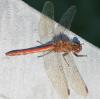 130712 – Photo : Renko Usami – France (62)