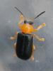 130922 – Photo : Renko Usami – France (62)
