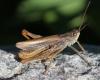 130756 – Photo : Renko Usami – France (73)