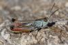 130988 – Photo : Duborget Robin – France (66)