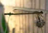 130702 – Photo : Lari Lucien – France (13)