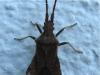 130734 – Photo : The Ghost Nightjar – France (56)