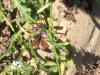 130771 – Photo : Limenitis78 – France (85)