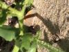 130772 – Photo : Limenitis78 – France (85)