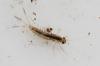 130843 – Photo : Renko Usami – France (59)