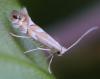 130824 – Photo : Renko Usami – France (59)