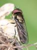 130540 – Photo : Renko Usami – France (62)