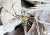 130799 – Photo : Renko Usami – France (62)