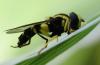 130789 – Photo : Renko Usami – France (59)