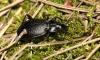 130301 – Photo : Duborget Robin – France (20)