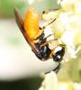 130955 – Photo : Renko Usami – France (62)