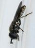 130150 – Photo : Renko Usami – France (59)