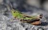 130188 – Photo : Duborget Robin – France (06)