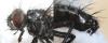 130315 – Photo : lauriaut – France (84)