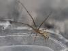 130591 – Photo : Renko Usami – France (62)