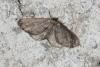 130378 – Photo : Michel Ehrhardt – France (68)