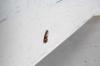 130652 – Photo : Vita – France (53)