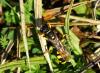 130294 – Photo : Pierre Tillier – France (95)