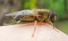 130080 – Photo : Guillaume Larregle – France (77)