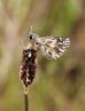 130305 – Photo : Brigitte Ulmer – France (46)