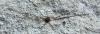 130929 – Photo : Pierre Tillier – France (95)