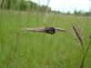 130451 – Photo : Emilie P. – France (32)