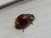 Harmonia axyridis