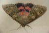 130736 – Photo : phyllo – France (75)
