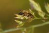130056 – Photo : Nicolas Baudet – France (77)