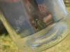 130054 – Photo : Alicia Phelipot – France (79)