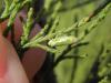 130052 – Photo : Maria Justamond – France (76)